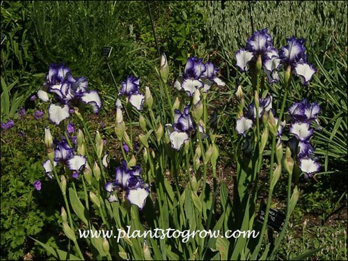 Iris Creative Stitch Tall Bearded Iris
mostly white with plicata edges of violet/blue, 35